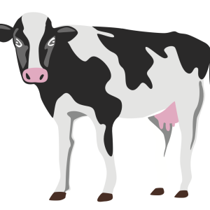 Mycoplasma bovis duo real time PCR kit, 100 tests