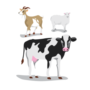 Milk & Dairy