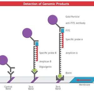 Milenia HybriDetect 2T (2 target), 2 x 50 tests