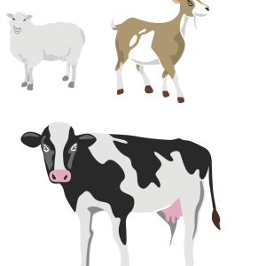 Milk & Dairy