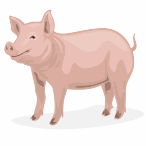 Meat ID Testing