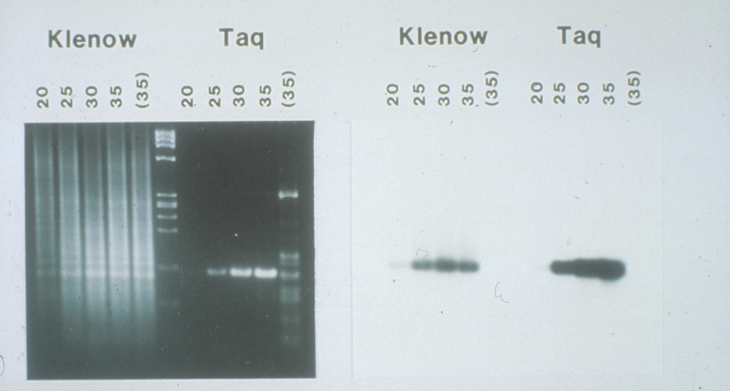 PCR with Taq polymerase: more specific, efficient & automatable