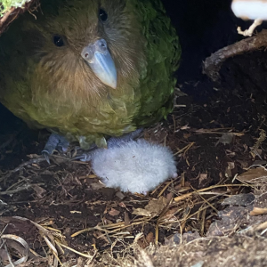 Kākāpō/Takahē Sexing qPCR kit, 100 reactions